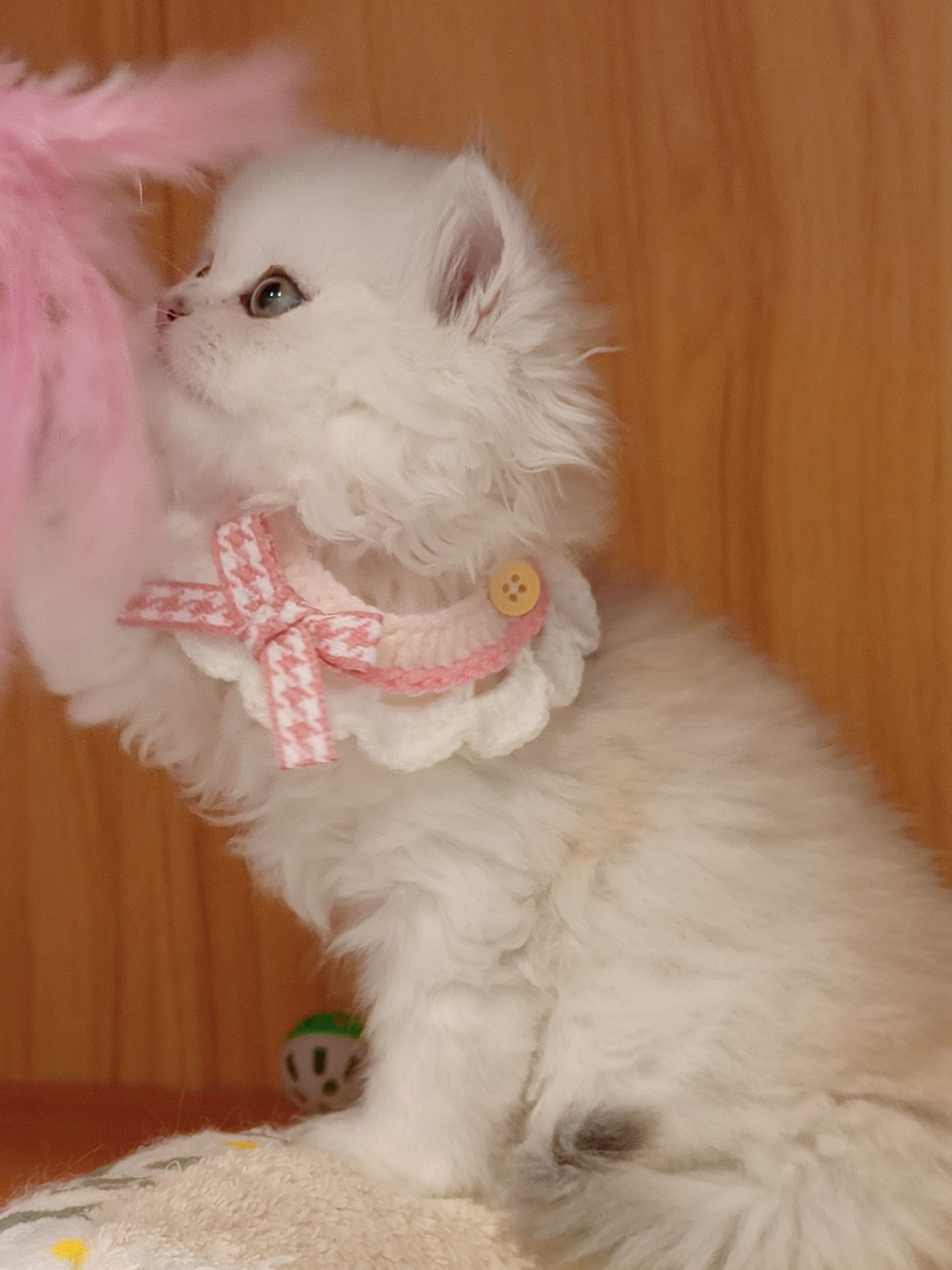 非常甜美的银渐层长毛,送套用品